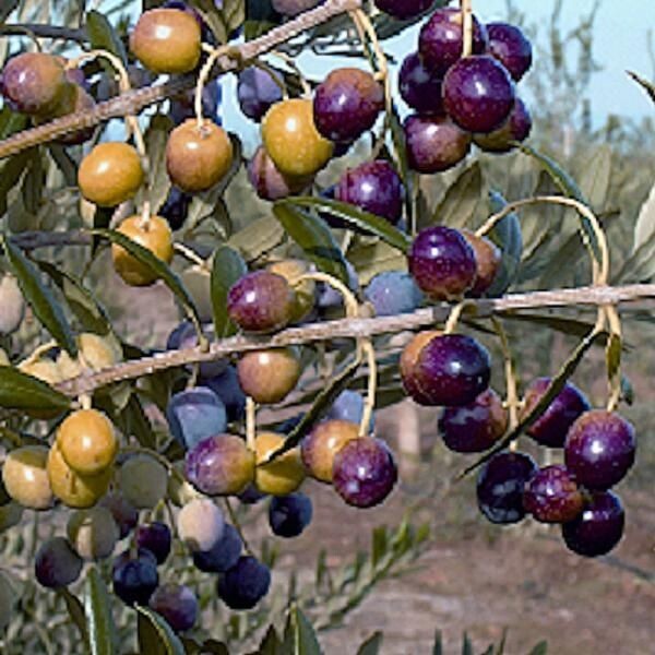 Buy 1 get 1 free, Olive Tree starter plant, 4-6 inches tall, well rooted