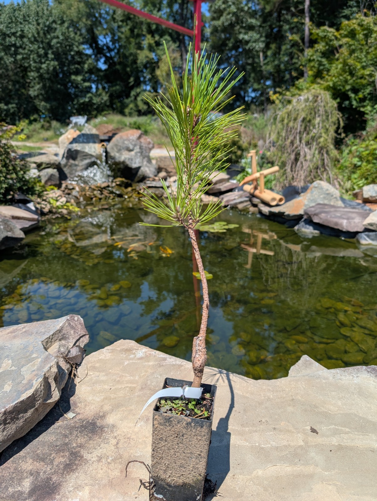 Japanese Black Pine ‘Ogon’