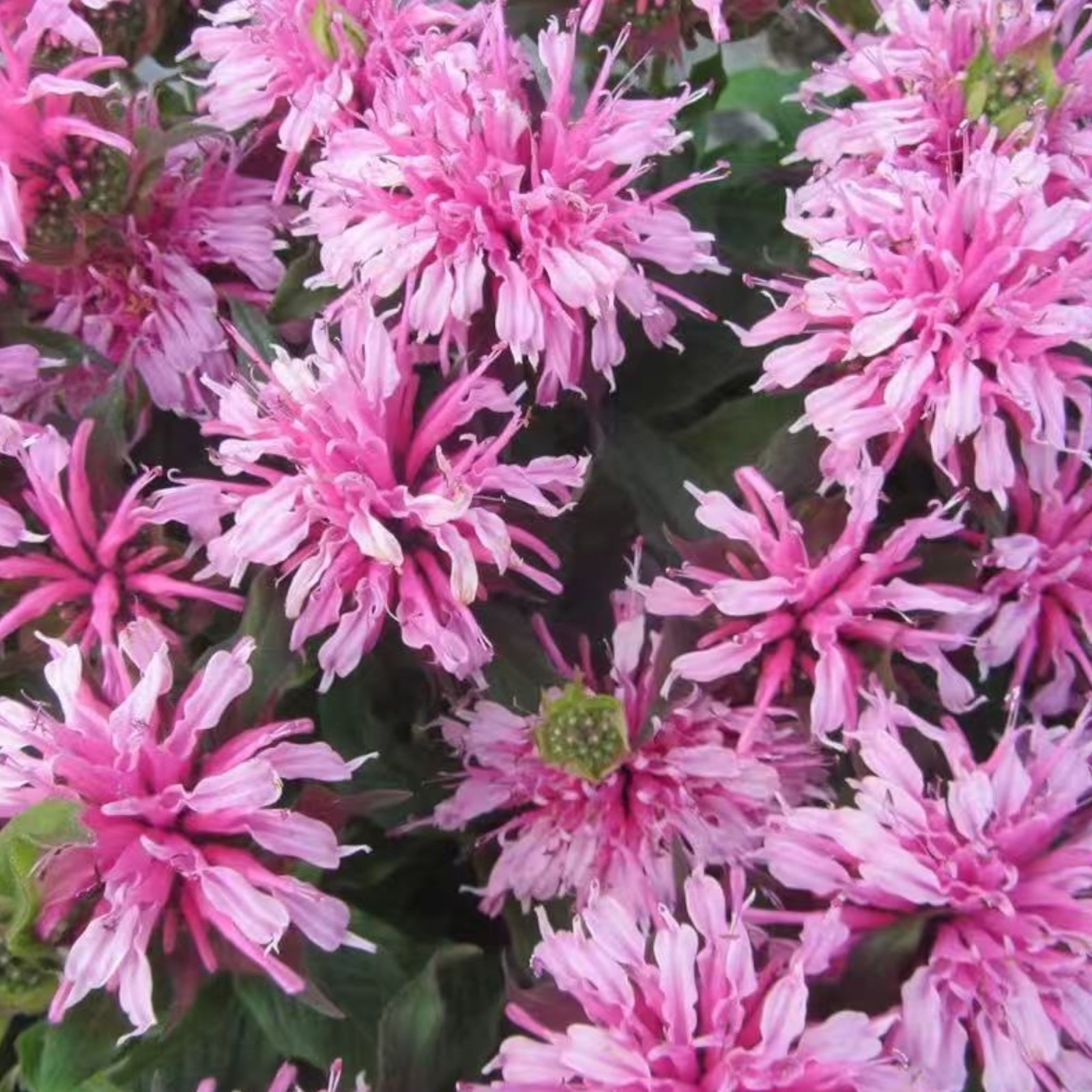 1000 Pink Bee Balm Seeds Monarda – Perennial Flower for Pollinators Zones 4–9