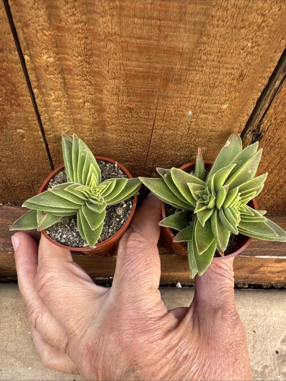Crassula Capitella “Campfire” – Live Succulent – Rooted Plant