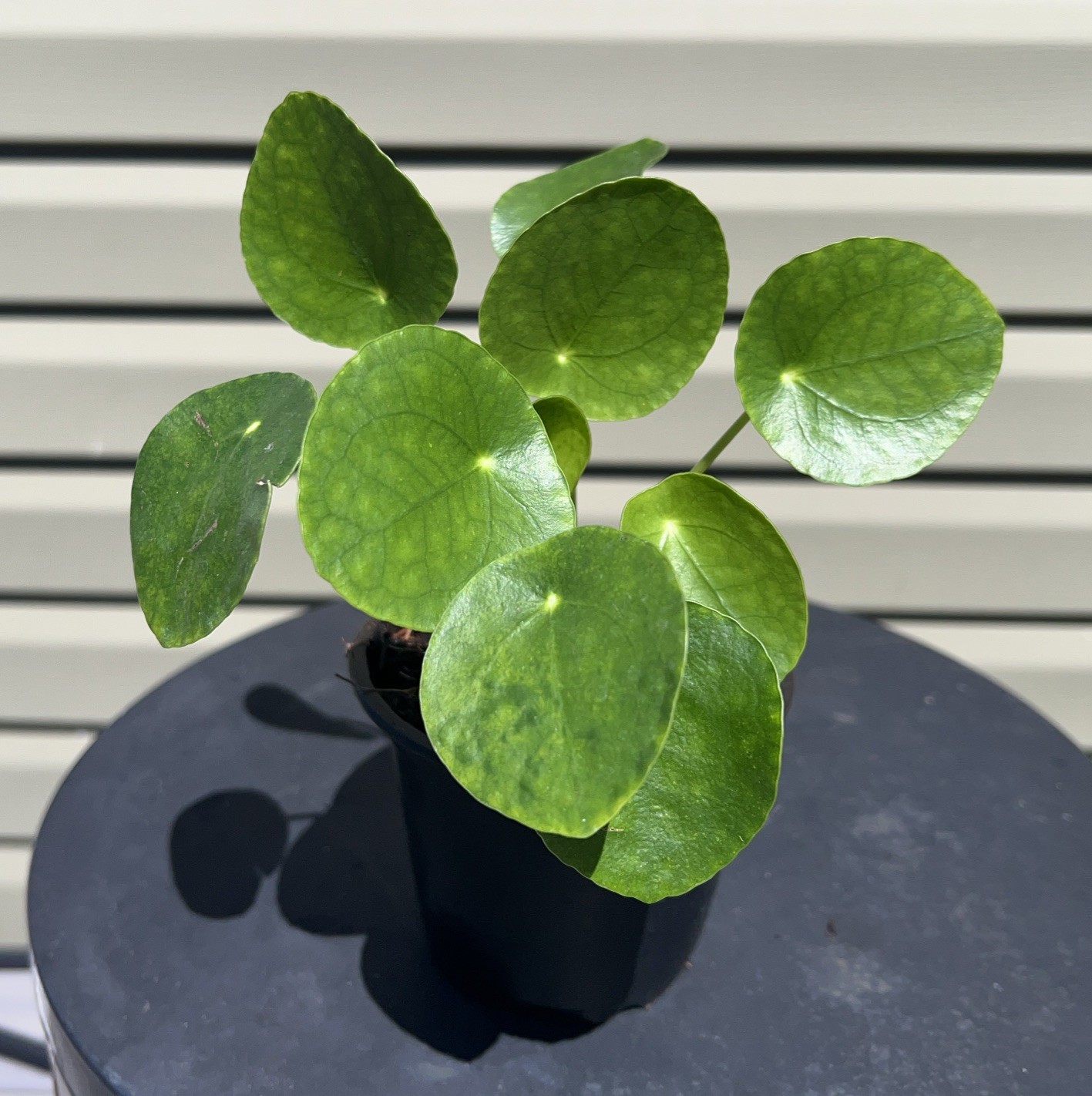 Chinese Money Plant – Pilea Peperomioides | Live Plant in 4”Pot