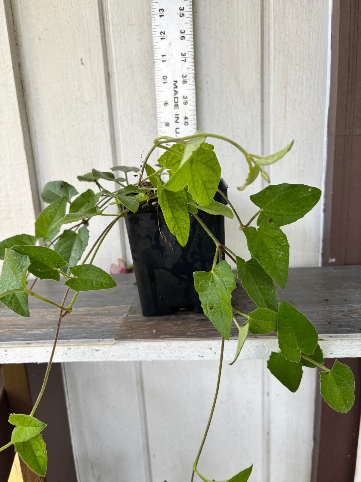 Thunbergia alata Raspberry Smoothie gallon Plant