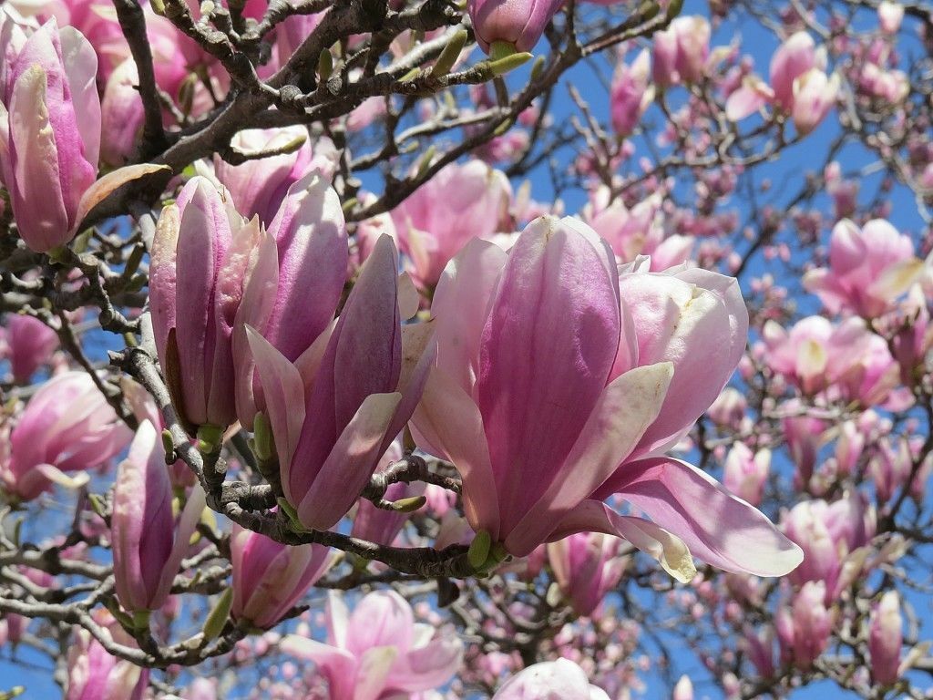 3 Pack of Jane Magnolia Trees6-12″ 3″ pot