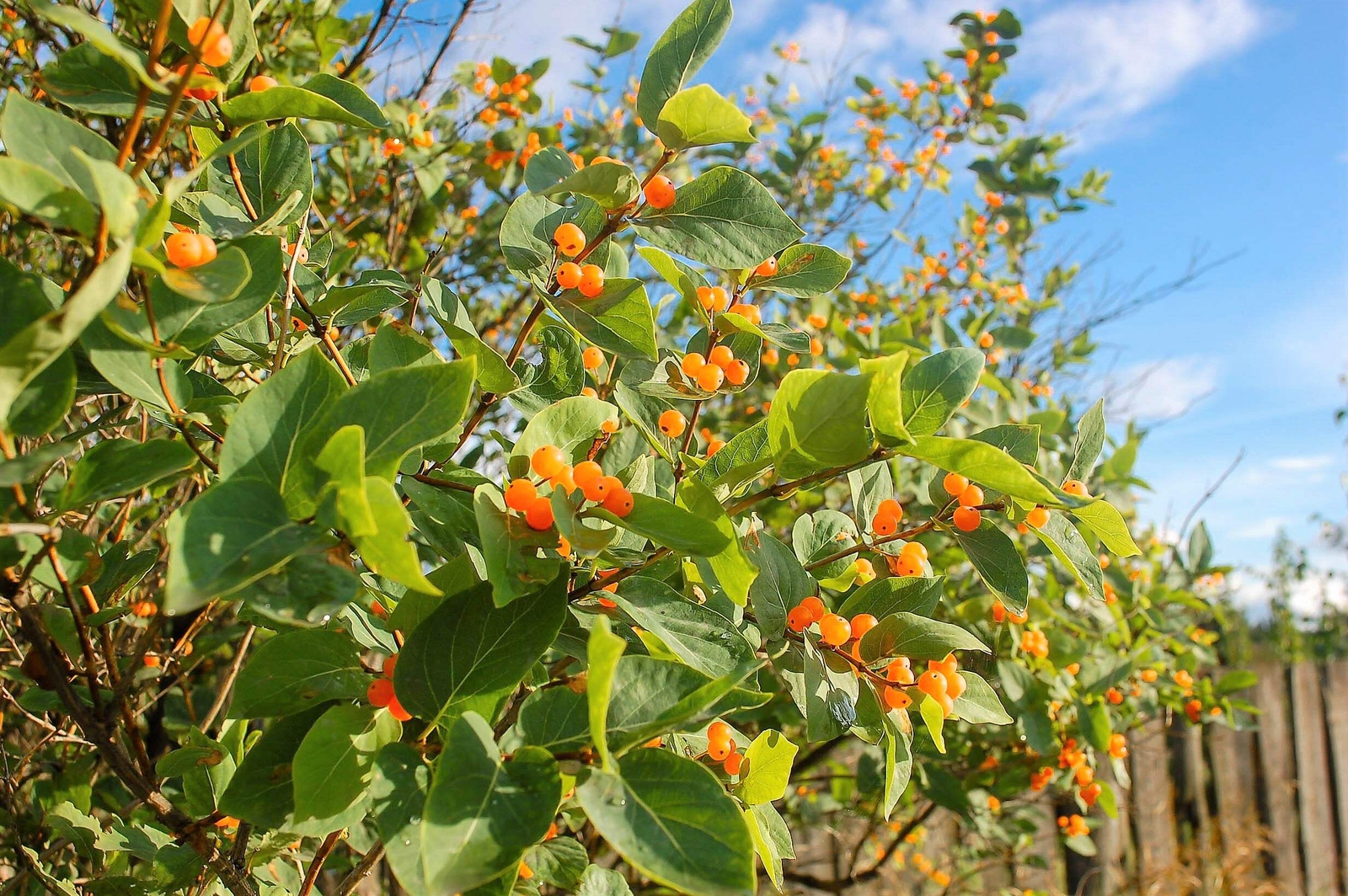 50 Tatarian Asian HONEYSUCKLE Lonicera Tatarica Pink Flower Shrub Bush Seeds
