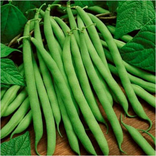 Non-GMO Blue Lake Bush Green Bean Seed, 1/2 lb seeds
