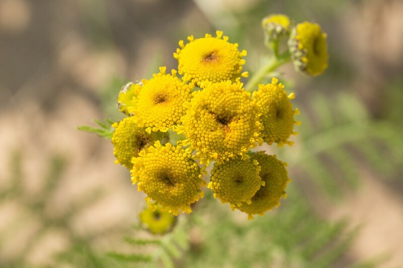 Tansy Tanaseum Vulgare medicinal insect mosquito virus repellent plant