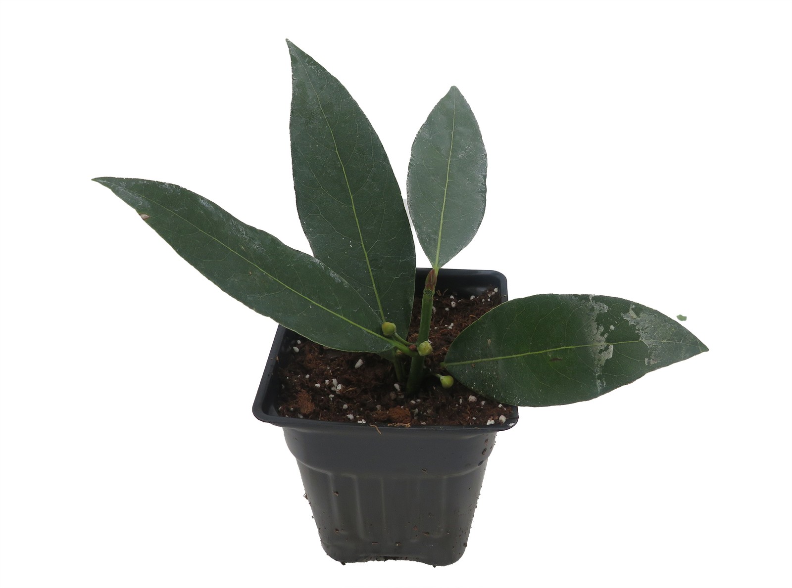Ohio Grown Sweet Bay Laurel Herb – Laurus nobilis- 4″ Pot