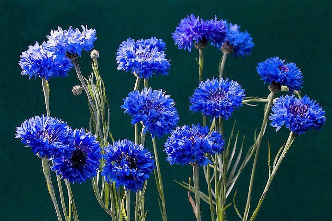 Cornflower Bachelor Button BLUE DWARF Cutflowers HEIRLOOM Non-GMO 400 Seeds