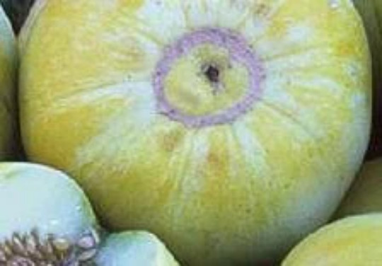 Sakata’s Sweet Melon 15 Seeds COMBINED S/H – SEE MY STORE