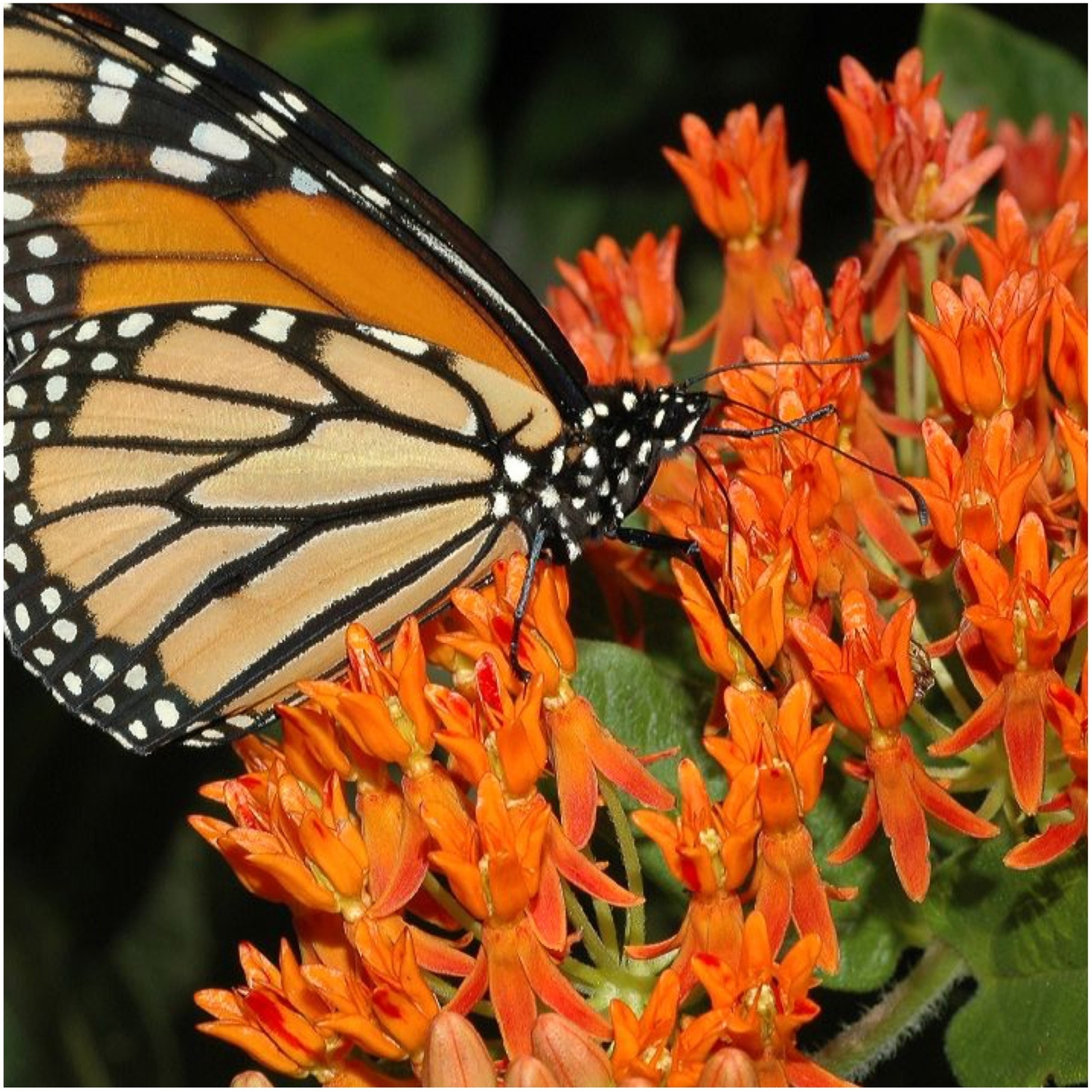 Seed Needs, Butterfly Milkweed Seeds for Planting (Asclepias tuberosa) Twin P…