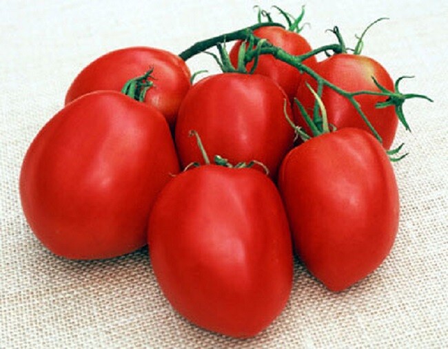 50 Amish Paste Tomato Seeds Sauce Tomato Seeds 85 Days
