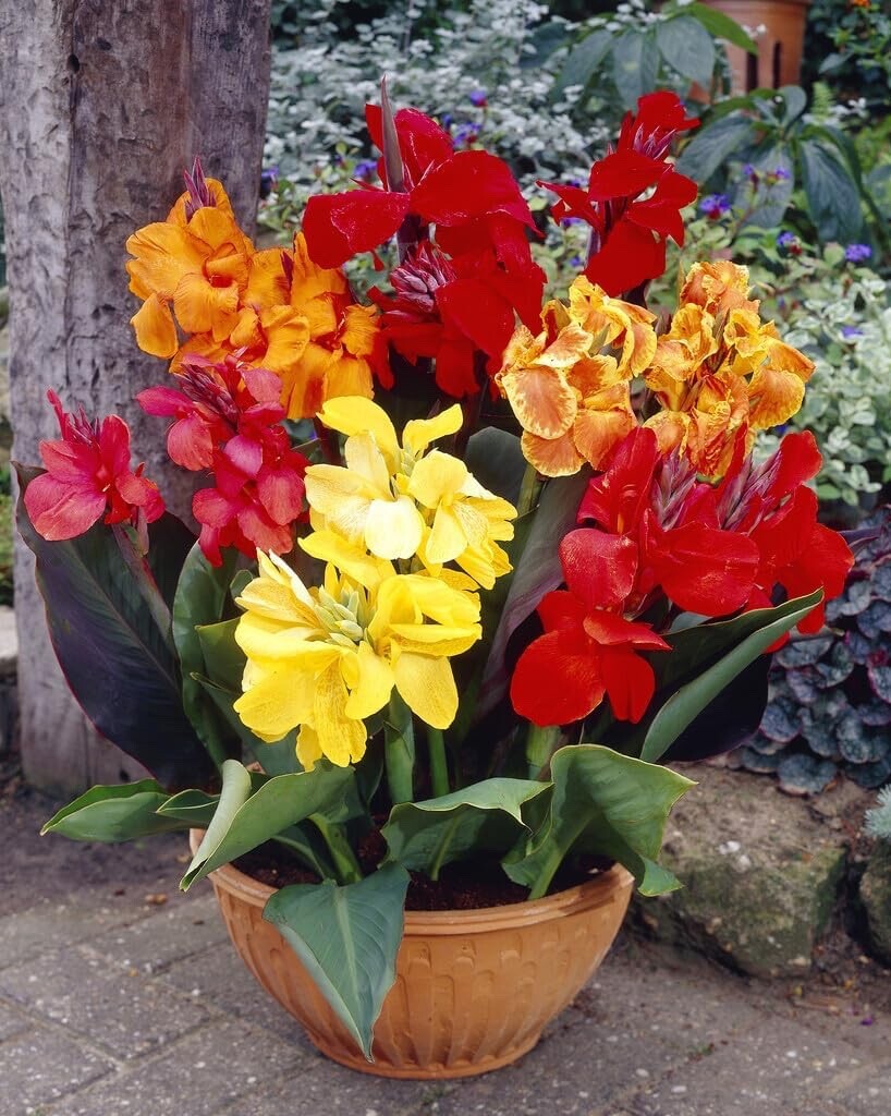 Mixed Canna Lily Bulbs for Planting – Assorted Canna Lilies to Grow
