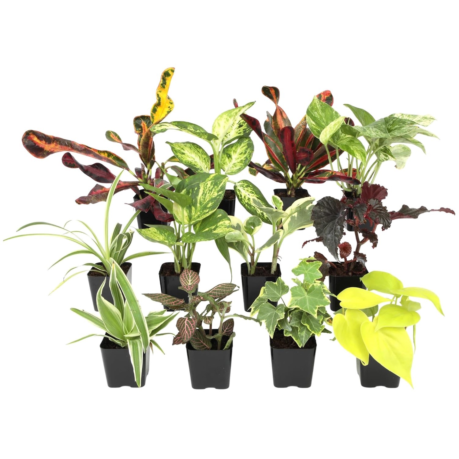2″ Potted Mini Indoor Plants – 12 Varieties