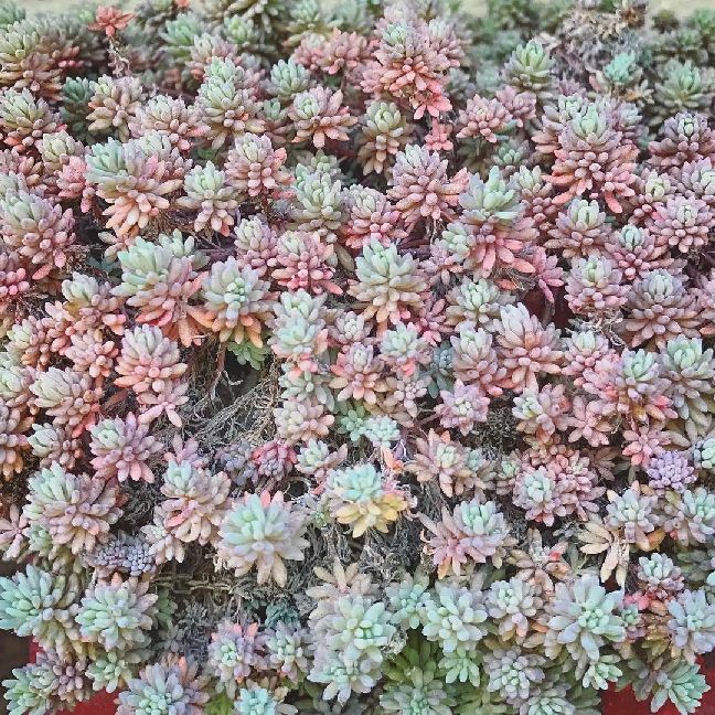 200 Seeds Sedum Dragon’s Blood Sedum Hispanicum B125-B126 Stunning Ground Colors