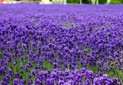 English Lavender Seeds Lavandula angustifolia. Herb, Flower, FREE SHIPPING