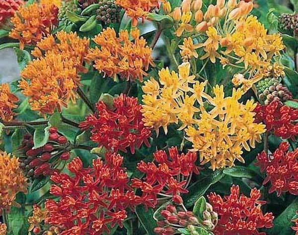 Asclepias tuberosa Gay Butterflies | Pleurisy Root| 10 Seeds