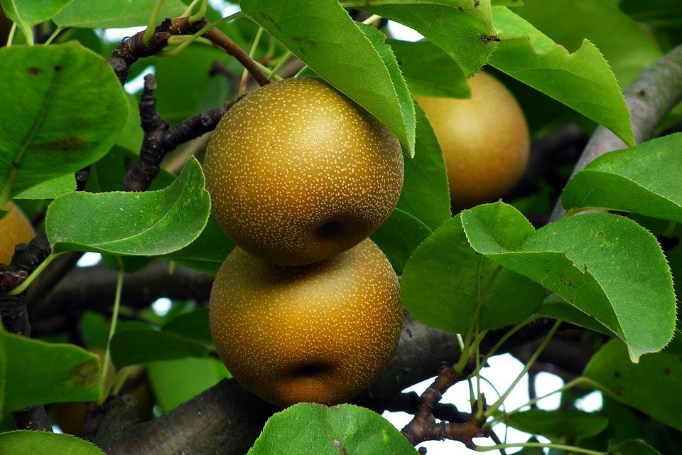 Pyrus pyrifolia ASIAN PEAR TREE Seeds!
