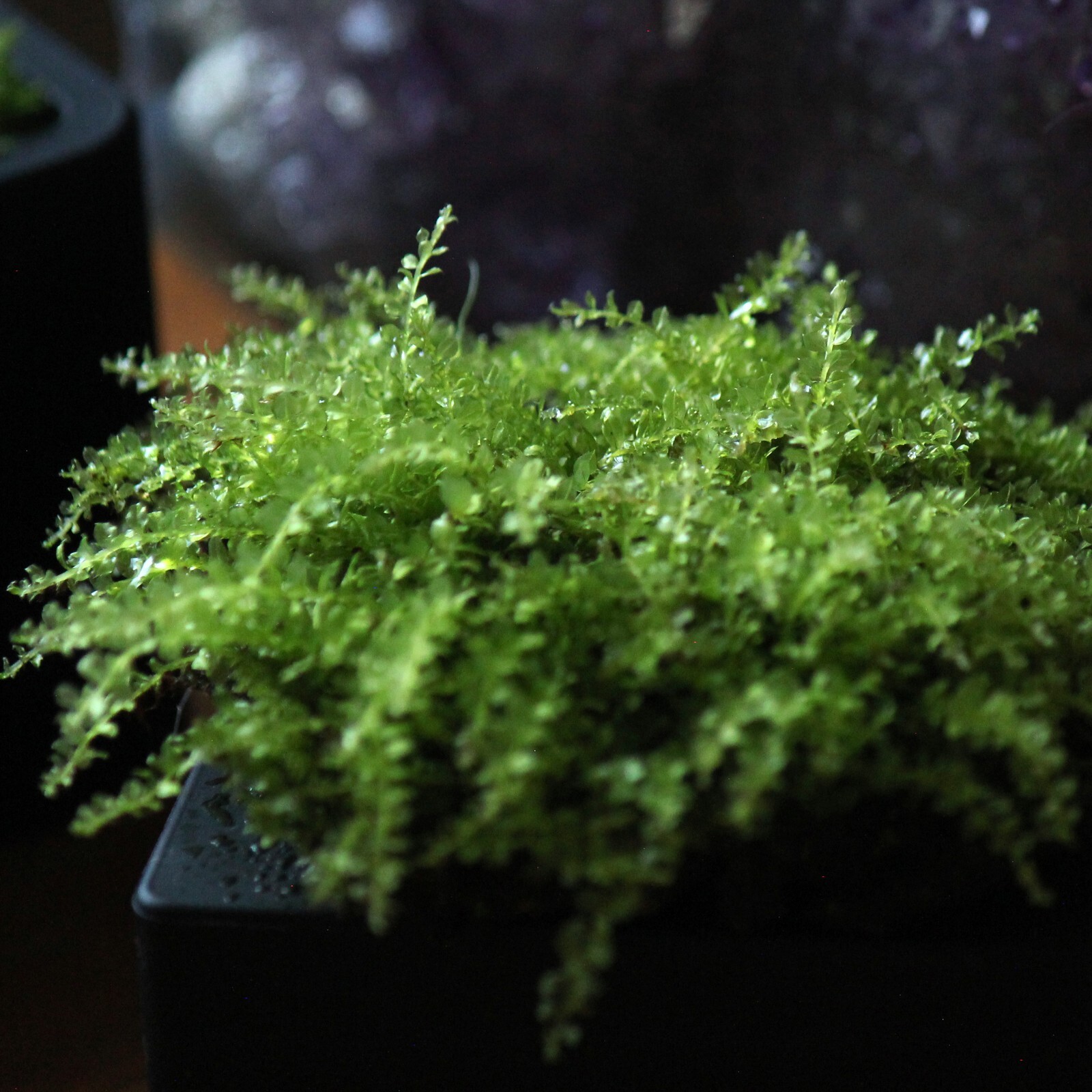 Plagiomnium clear jewel Moss cultivated – Live 1 piece 2×2″ terrarium/vivarium