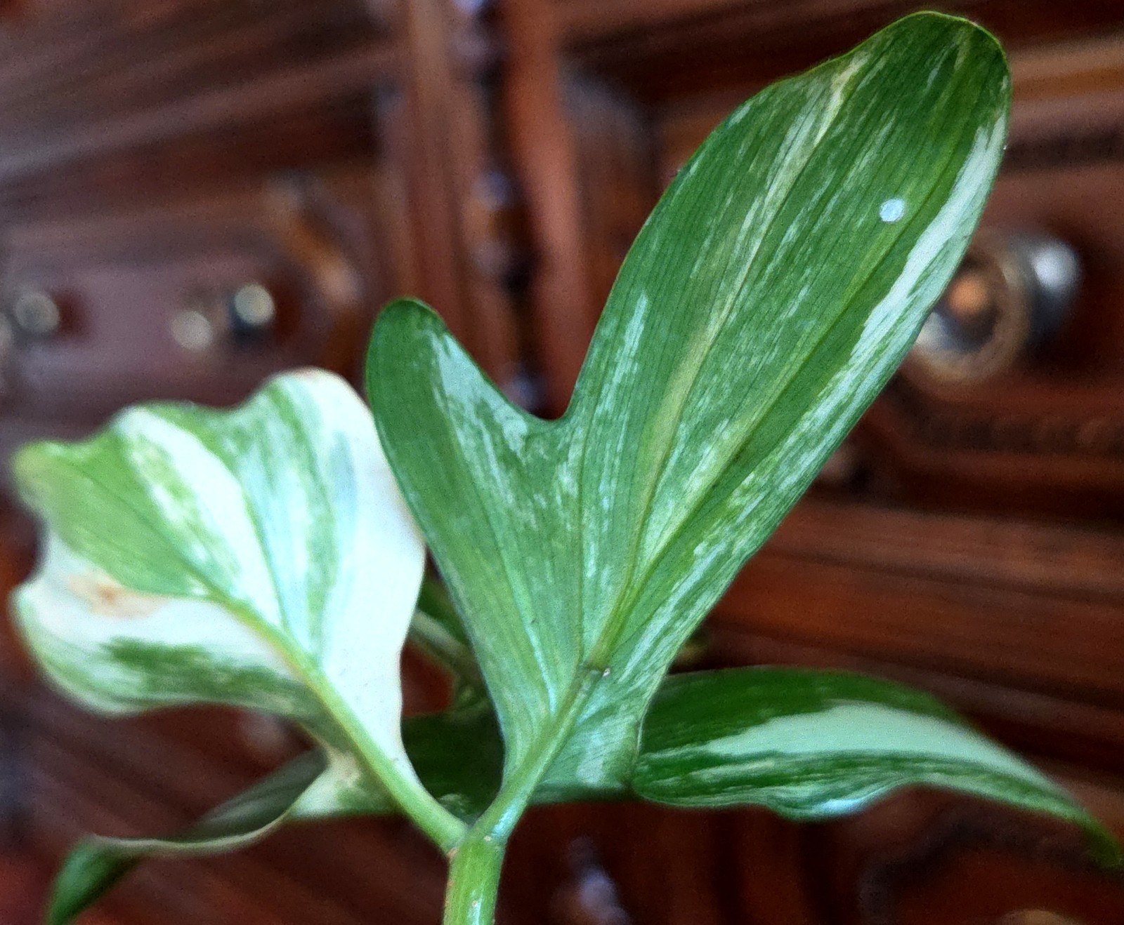 Rare Philodendron Variegated Pedatum 12″ Tall Not Monstera Anthurium Aroid