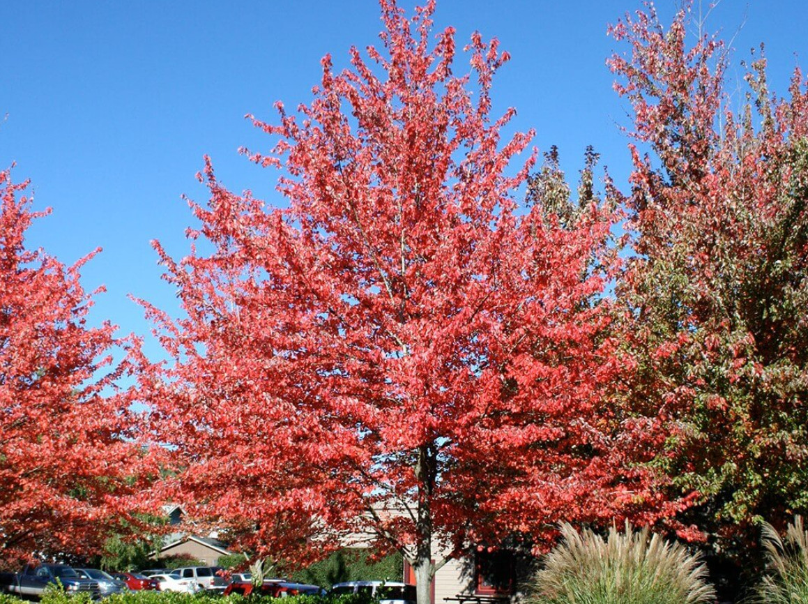 Sun Valley Maple Tree – Live Red Maple in Gallon Pot (2–4′ Tall)