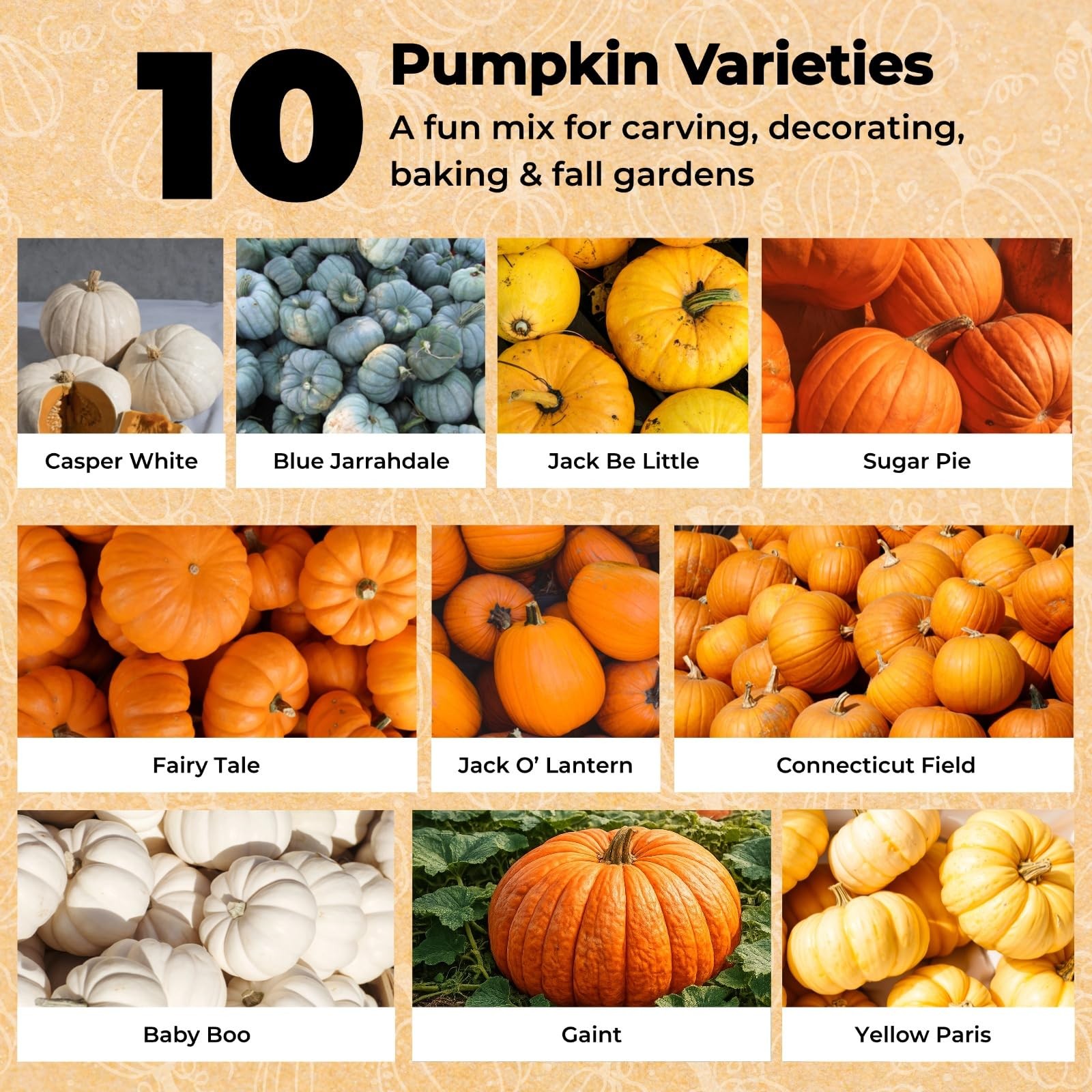 200+ Pumpkin Seeds for Planting – 10 Orange, Yellow, Blue, White color