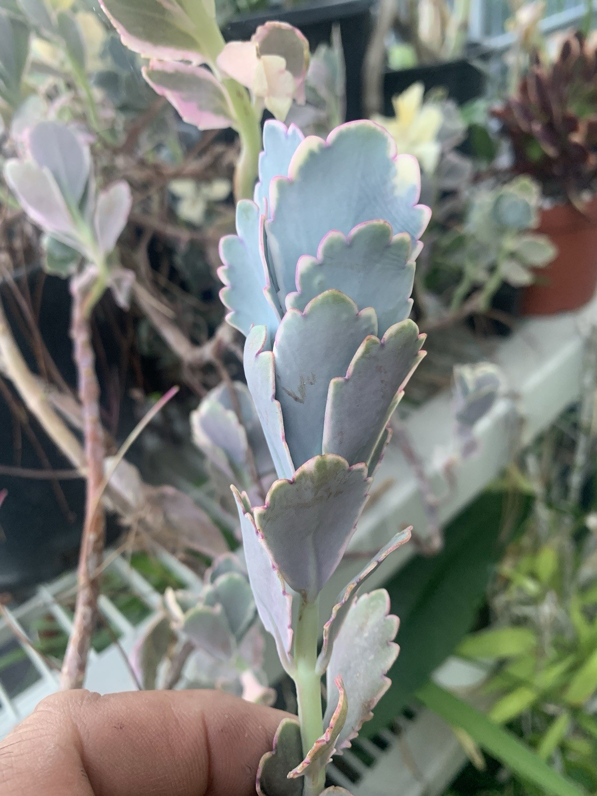 Kalanchoe fedtschenkoi-Lavender Scallops- 3 Live Cuttings