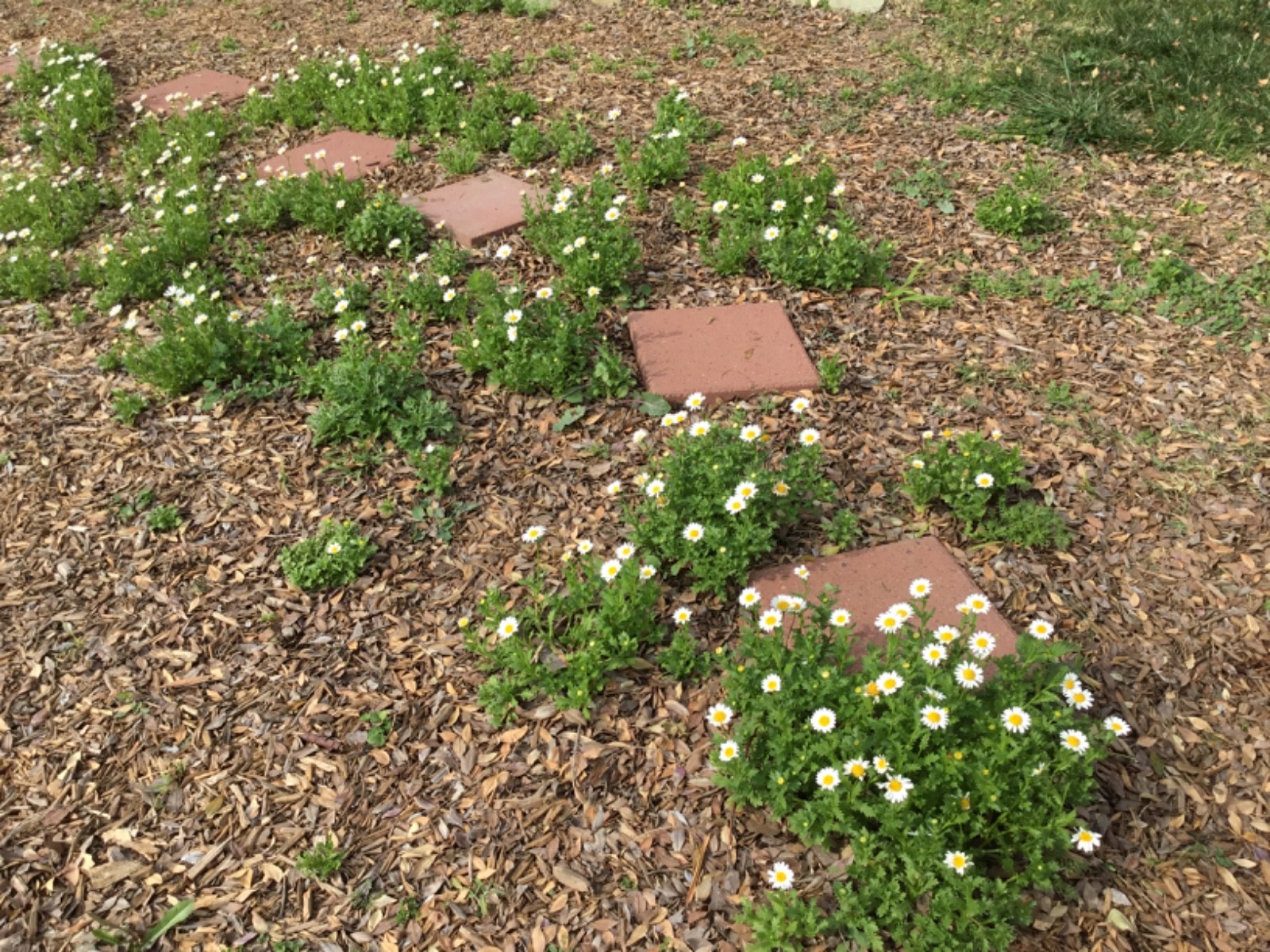 Dwarf Border or pot Daisy Seeds 100 great ground over or pots
