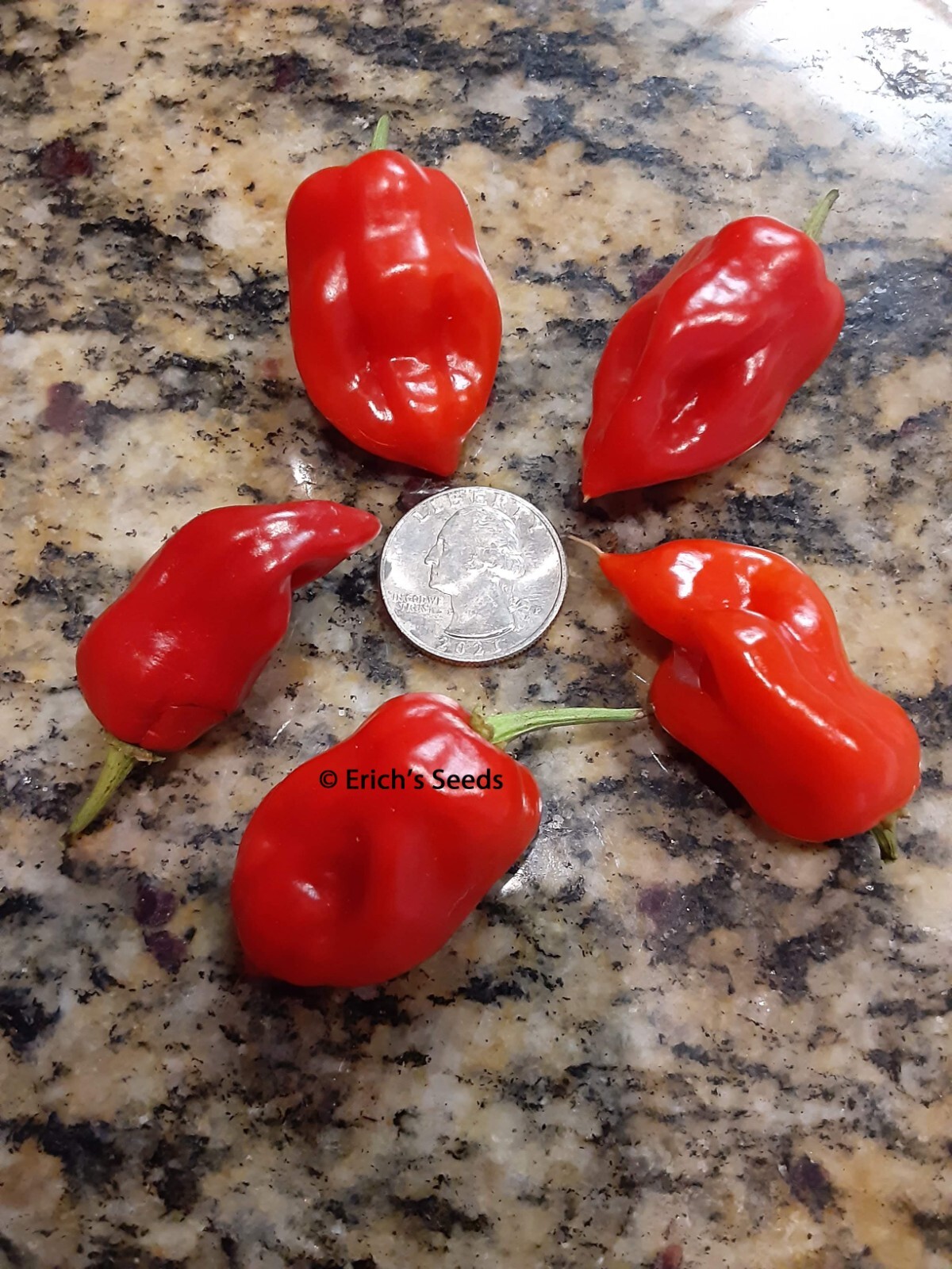 30+ Datil Sweet Pepper Seeds – Florida Grown