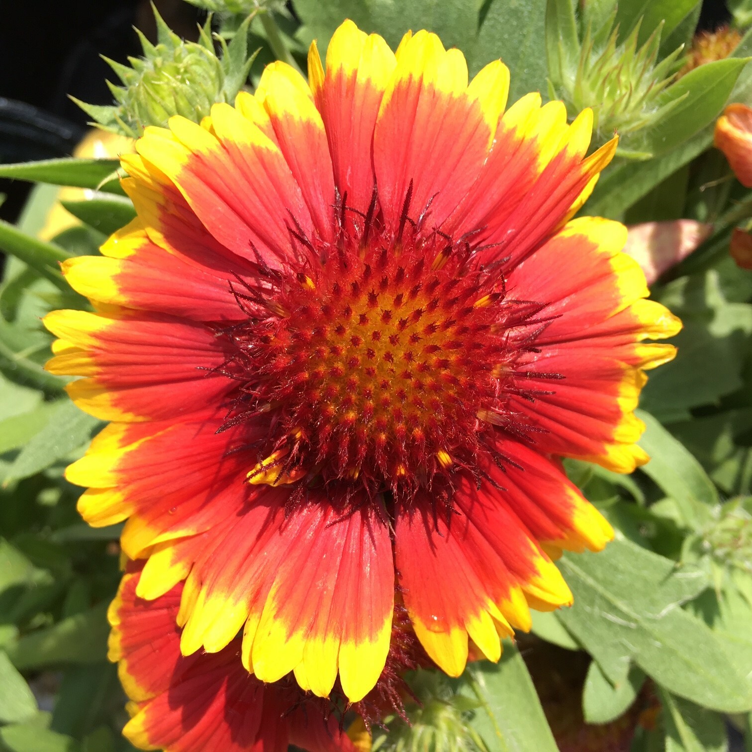 Gaillardia Blanket Flower Garden Seeds 100+ USA SELLER FREE SHIPPING PERRENIAL