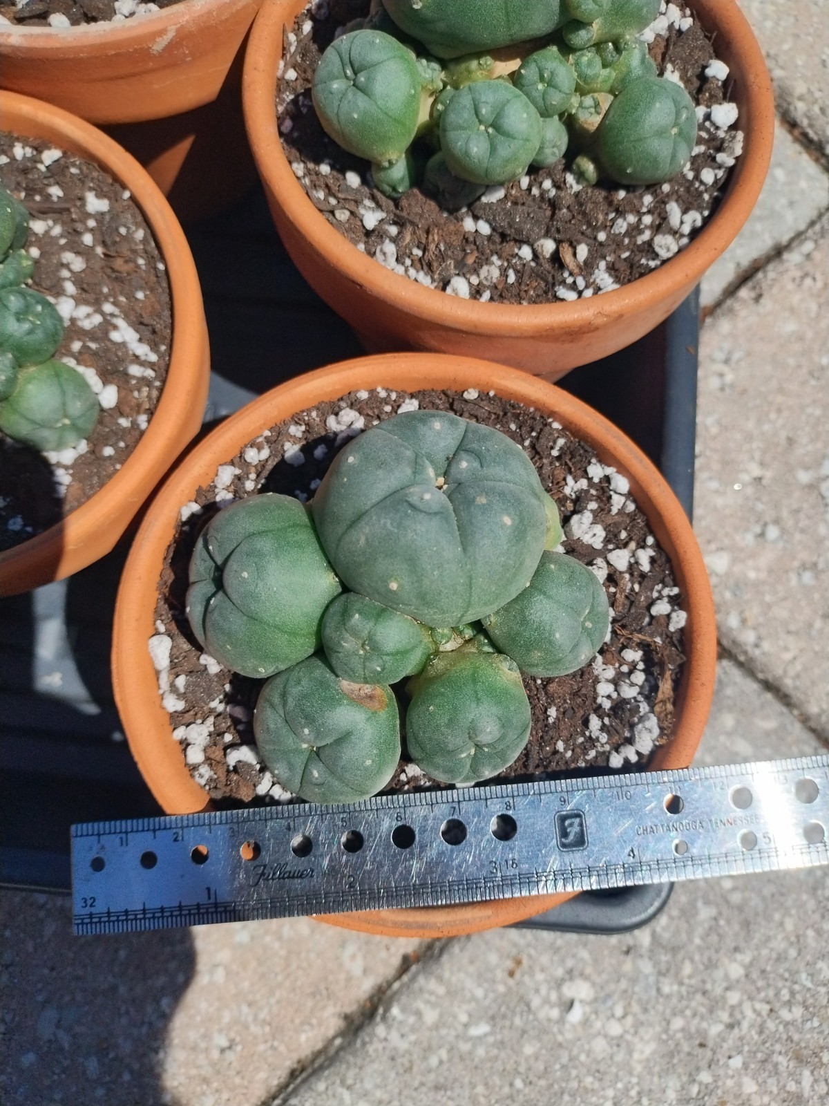 Rare Seed Grown Cactus Clusters 2.75-3.5in Diameter