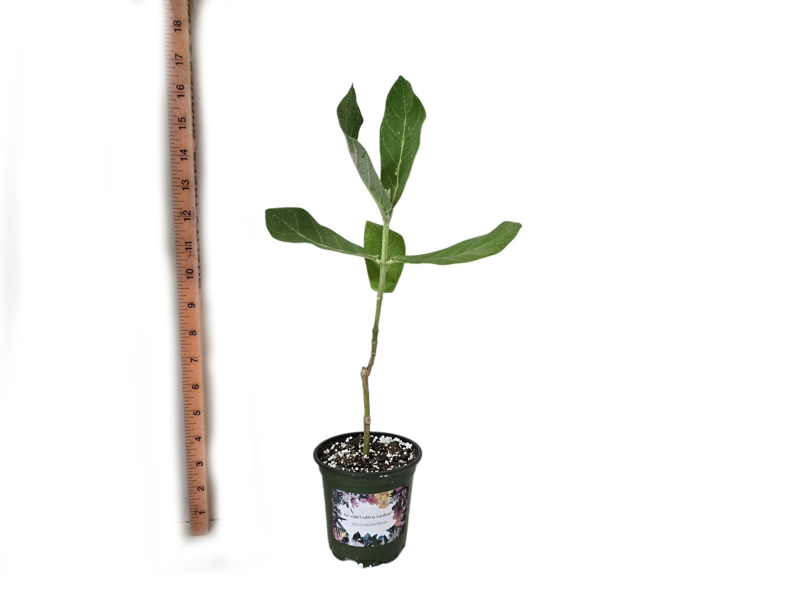 Calotropis Gigantea Giant Milkweed Tree Plant Butterfly Garden Purple Flower