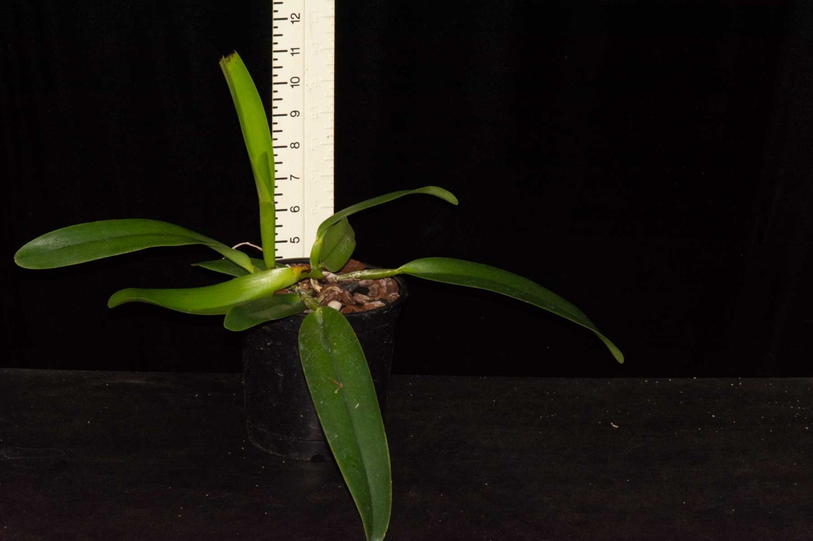 Cattleya dowiana var. aurea #5, in sheath