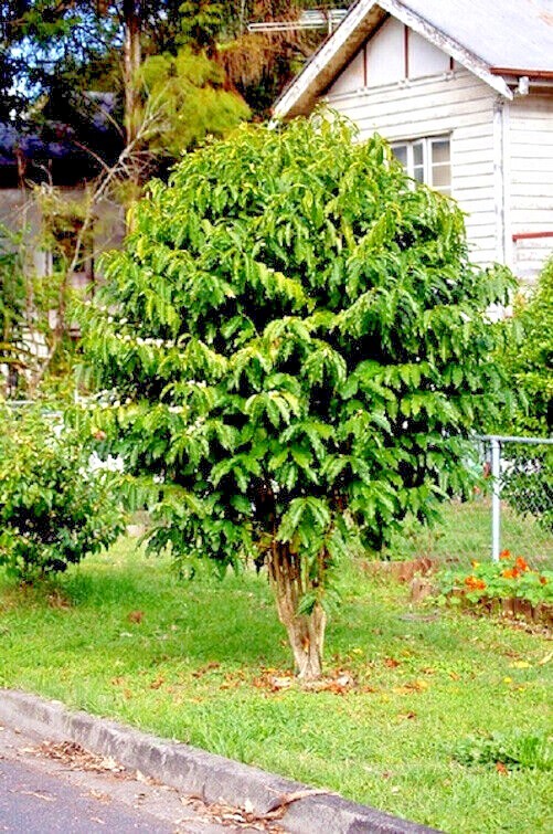 20 Coffea arabica Seeds Tropical EXOTIC Coffee Bean Indoor House Plant Tree RARE