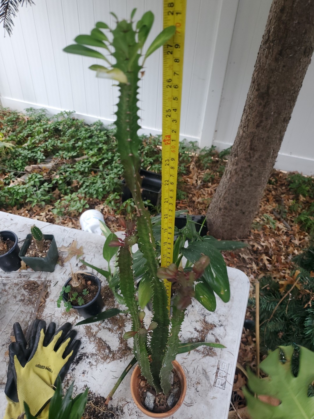 4 pack 12″ – 28″ Tall Red Euphorbia Trigona Red Live Succulent Cactus