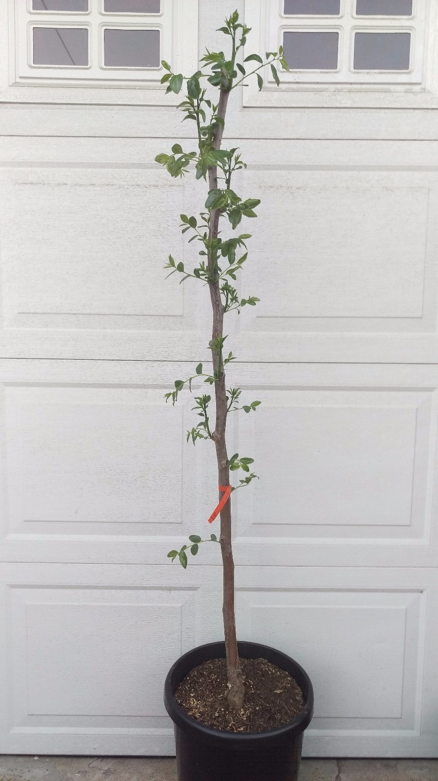 Chinese Jujube (Li Variety) Tree