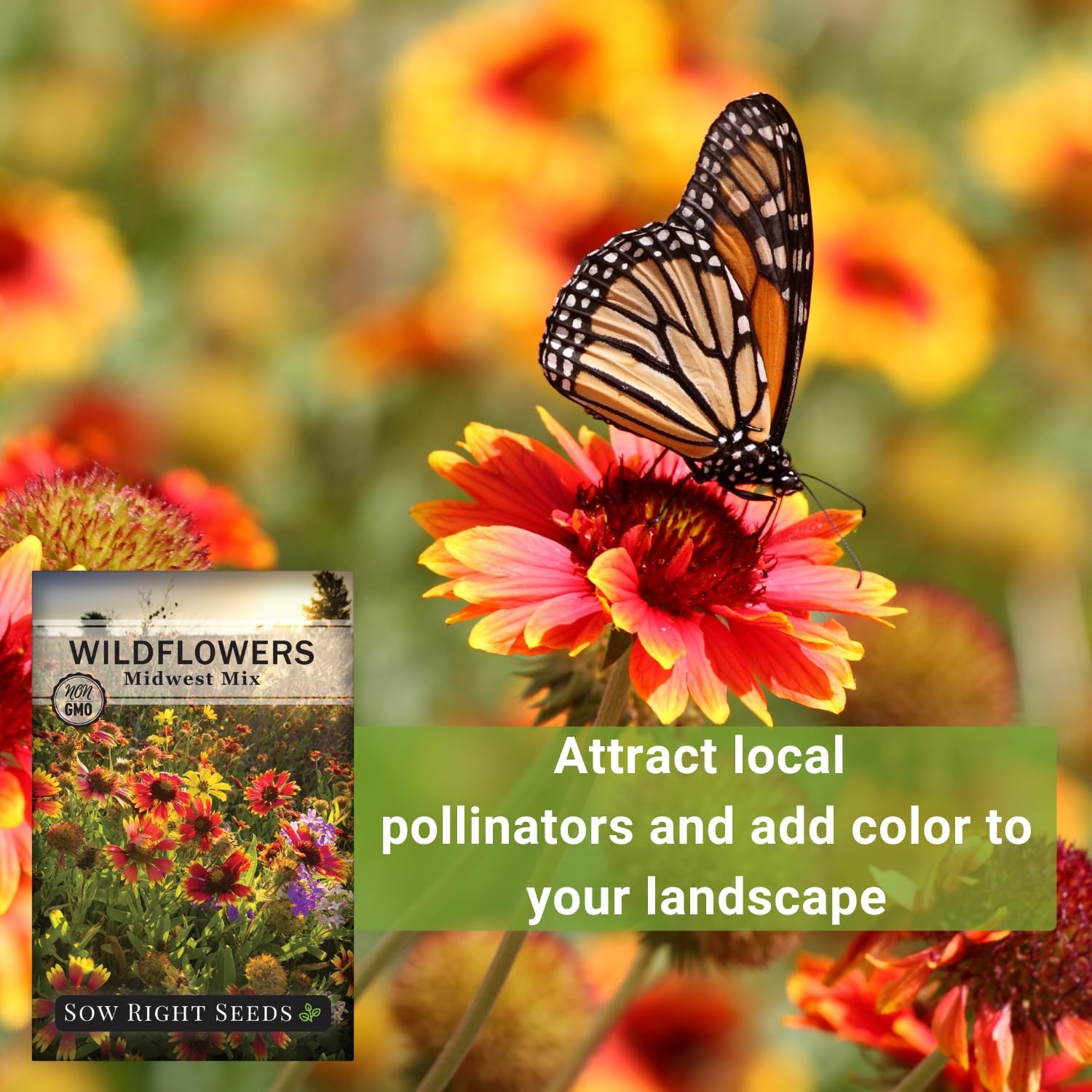 Sow Right Seeds – Wildflowers Mix for Planting in Midwest – Non-GMO mix