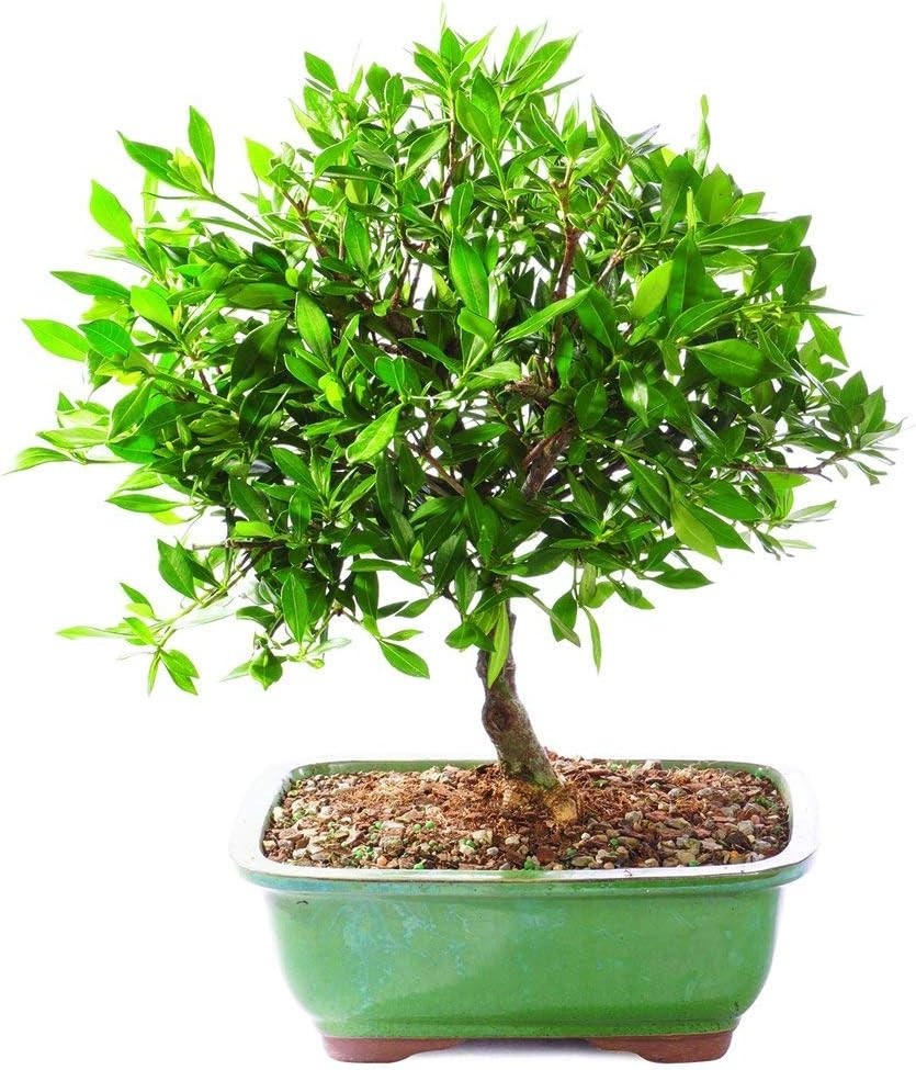 USA Grown Satsuki Azalea Bonsai – Ceramic Pot Included