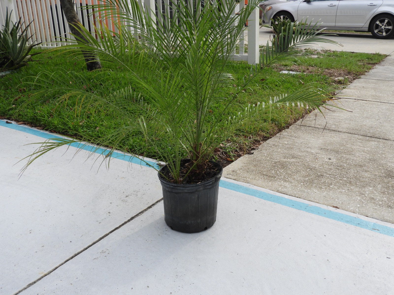 PHOENIX ROEBELENII, Pygmy Date Palm Exotic Rare in 3 Gal Pot (3 trees)