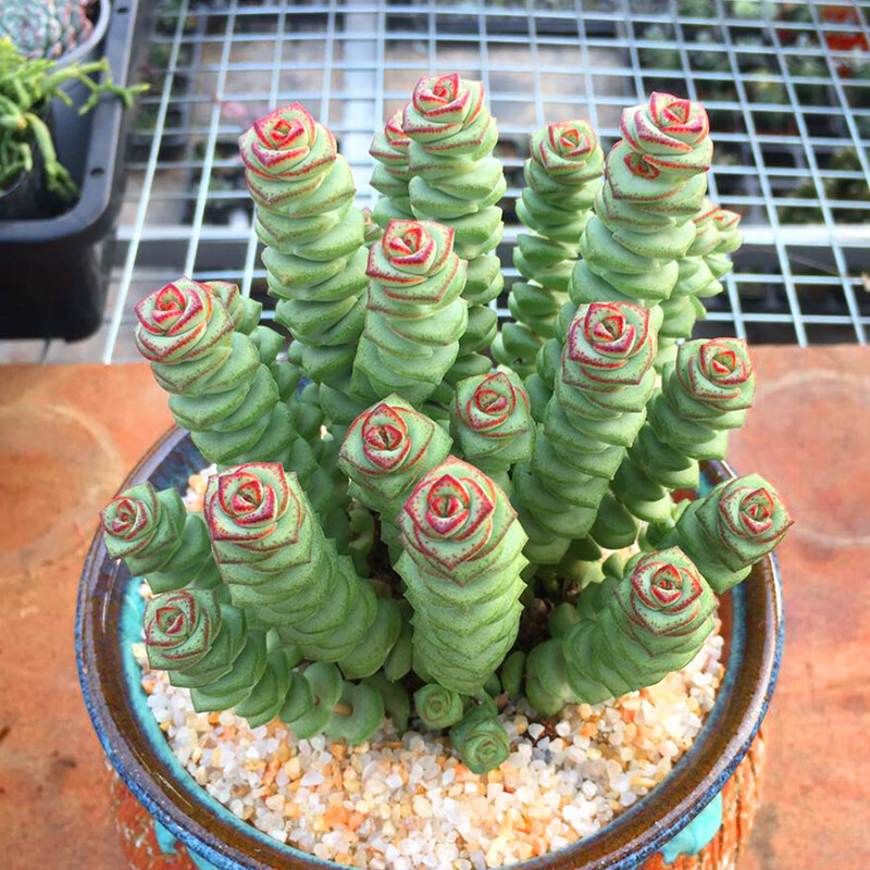 Live Rare Crassula cv. ‘Jade Necklace’ Succulent Plant rooted in 2” plant pot