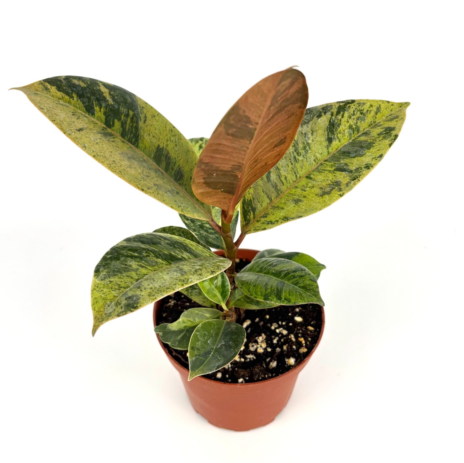 Ficus Shivereana Moonshine Live Potted House Plants Air Purifying