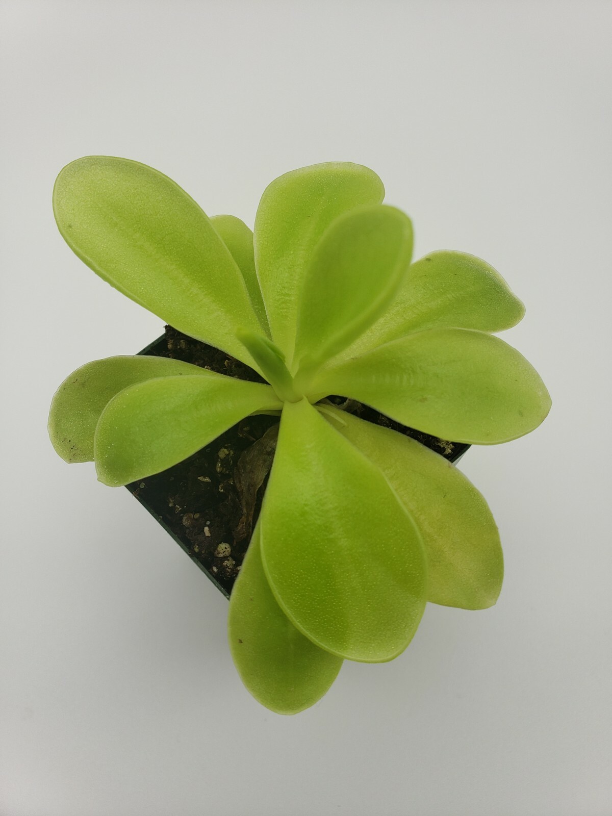 Pinguicula gigantea x ‘Huahuapan’ (Butterworts) carnivorous plant