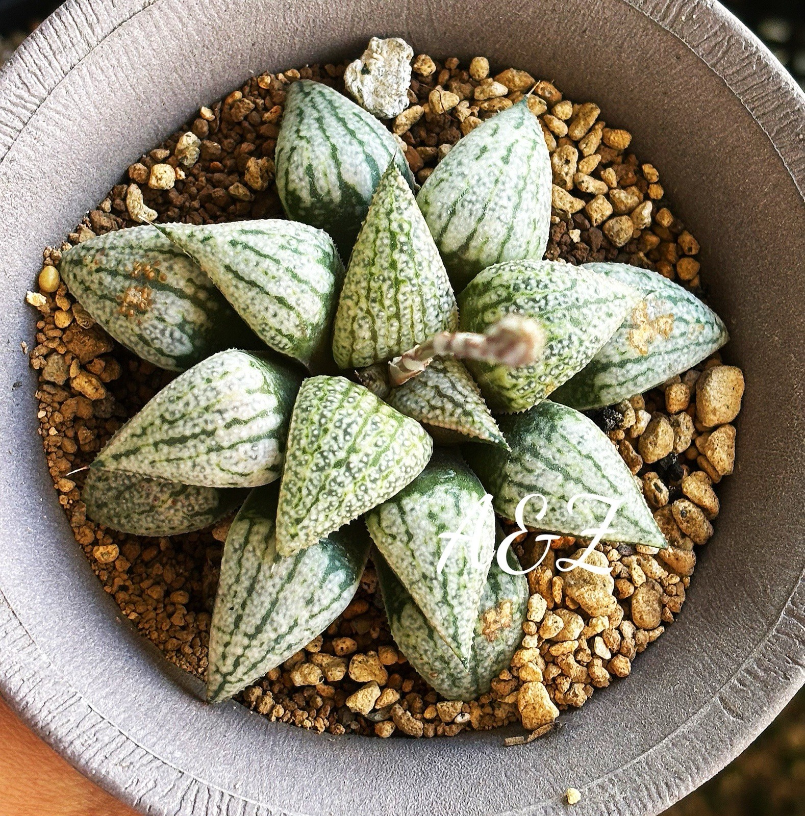 Rare Succulent: 6 Years Old Haworthia Picta Hybrid