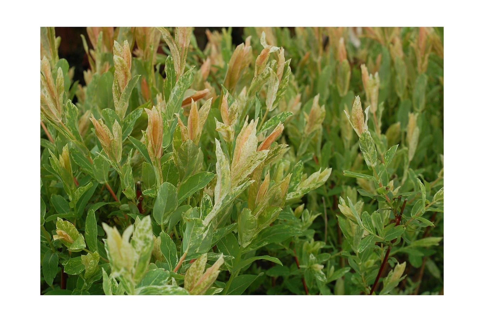 Green Promise Farms – Salix `Hakaro Nishiki’ (Dappled Willow)Shrub, #3 -Size …