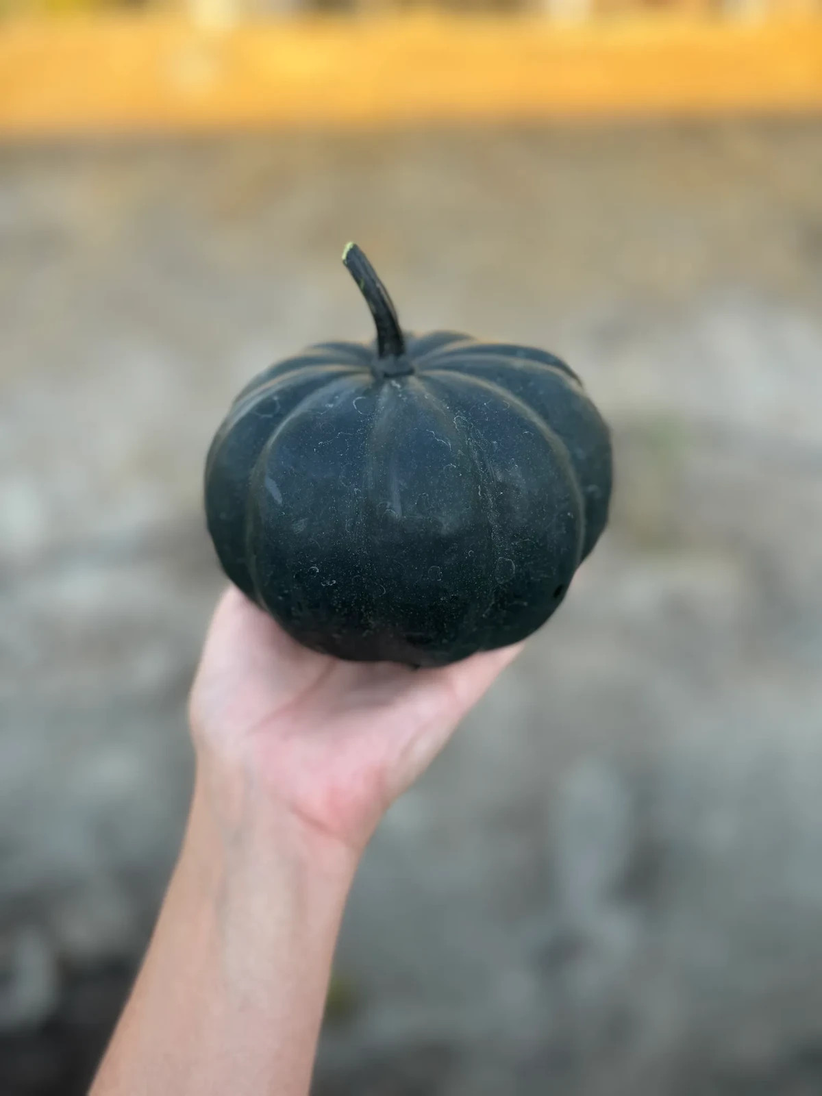 100 Midnight Treated Black Pumpkin Seeds – Rare Heirloom & High Germination
