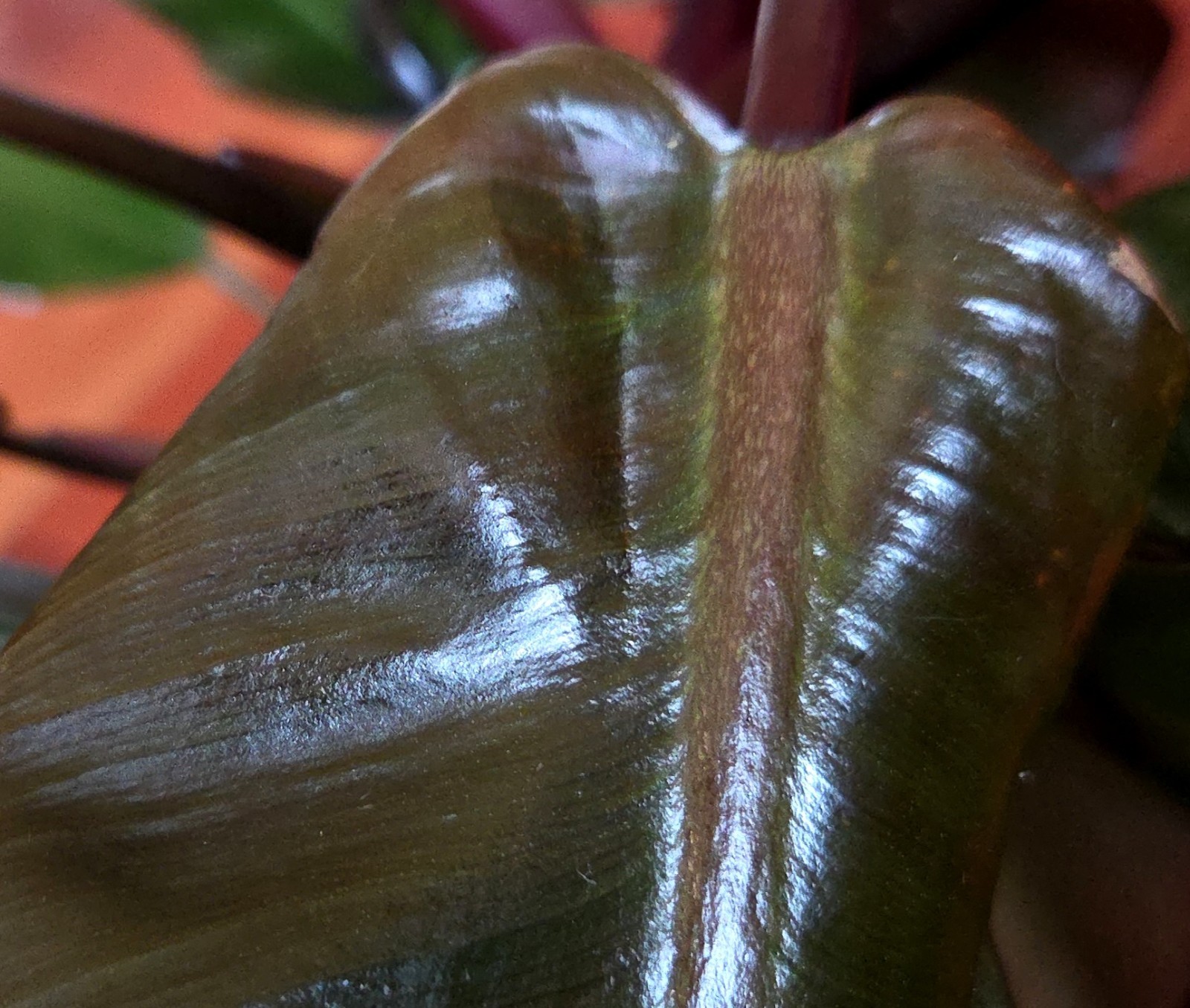 Rare Philodendron Variegated Black Cardinal 18″ Tall W/ Pups Aroid Not Monstera