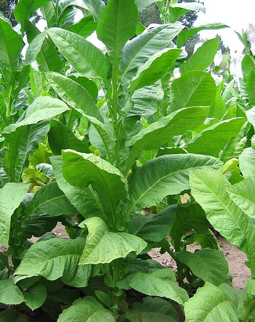 1000 Dixie Bright 27 Tobacco Seeds ~ Heirloom Nicotiana Tabacum ~ Fast grow
