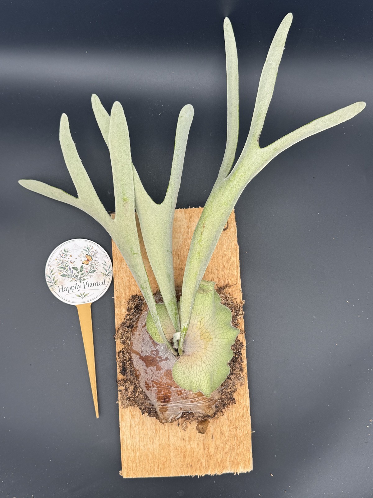 Platycerium Veitchii Mounted Staghorn -Exact Plant – Live Plant – Free Shipping