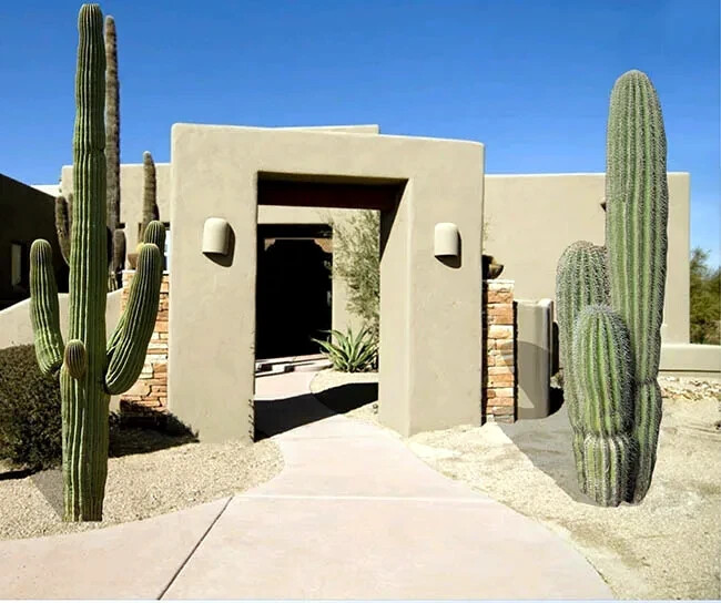10 SAGUARO GIANT CACTUS SEEDS (Carnegiea gigantea) “Tree like Cacti” Hardy-8