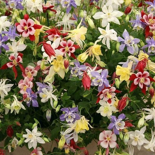 1000+ Wildflower Mix Seeds – SHADE with Perennials – Non-GMO Heirloom