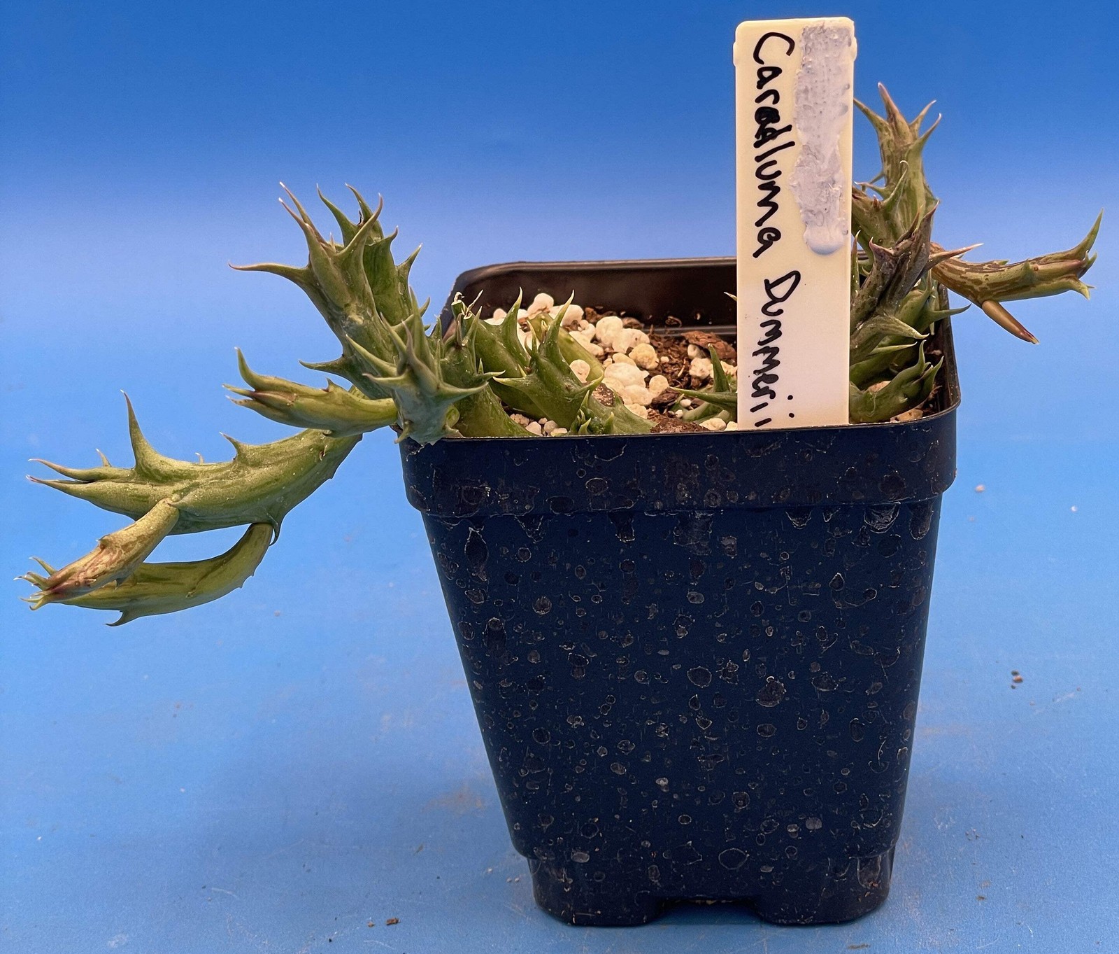 Orbea Dummeri Rooted In 3.5″ Pot – RARE! +1 Inch Lemon-Yellow Flowers!